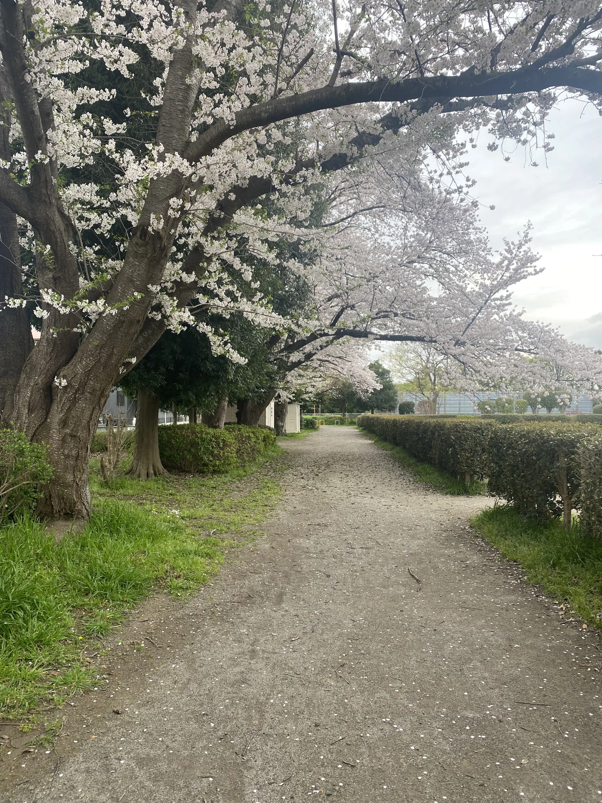 Cheery Blossom, a moment in a paradise