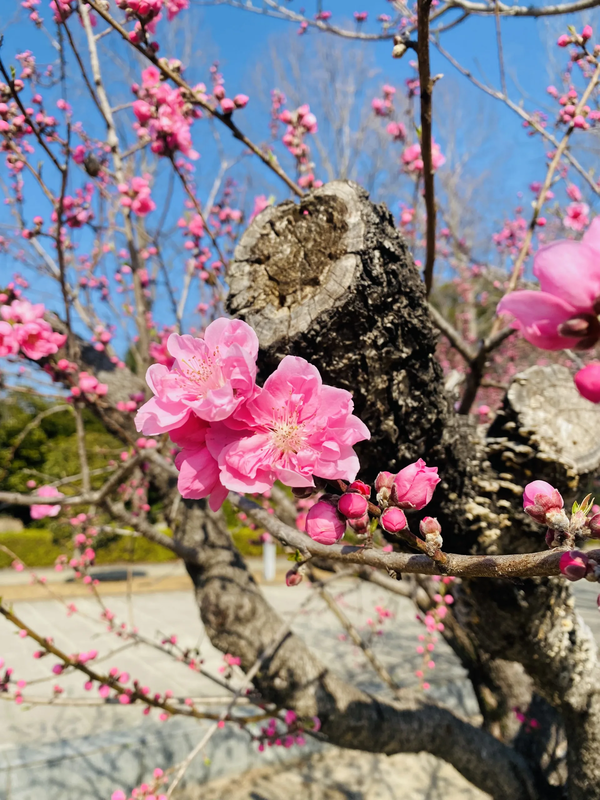 Spring Flowers Moment!!