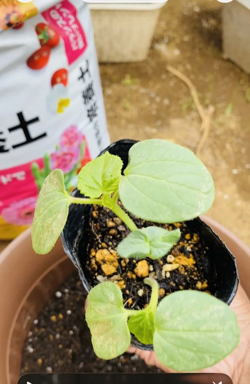 Gardening Lesson 2026