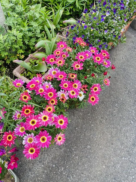 Spring Beauty I saw today